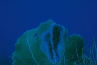 Aunque algunas de las enfermedades que aquejan a los corales, ocurren por procesos naturales, la mayor�a son causadas por el deterioro ambiental, generado por el hombre.