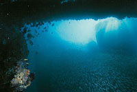 Gran parte de la infinita variedad de especies que habitan el mundo submarino est� representada en los oc�anos y mares de Colombia. Por esta raz�n, tenemos la inmensa responsabilidad de cuidar y mantener los ecosistemas que all� se encuentran. Al preserva