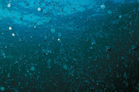 La vida ha estado ligada siempre al agua. En el oc�ano primitivo surgieron las primeras estructuras unicelulares que dieron origen a las miles de especies que hoy habitan en nuestro planeta.