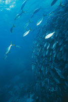 El medio acu�tico, cerca de mil veces m�s denso que el aire, les otorga a las especies marinas un espacio vital 300 veces mayor que el de toda la extensi�n terrestre. Esta condici�n particular ha determinado las formas y los medios de locomoci�n de los se