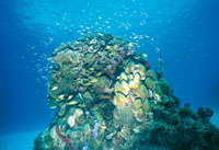 En la provincia ner�tica se encuentran los arrecifes coralinos, que son los ecosistemas m�s ricos y productivos del mar, donde abundan peces, algas y otros recursos.