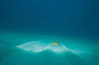 Una caracter�stica de las formas planas del oc�ano son los fondos arenosos. Estos desiertos oce�nicos tienen poca vida marina asociada y contienen dunas movidas por las corrientes marinas.