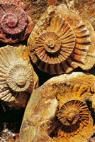 Muchas de las especies originarias del mar se han extinguido desde que se inici� el proceso de diversificaci�n y especiaci�n hace 3.300 millones de a�os. Los trilobites y las amonitas fueron los seres m�s abundantes en los mares primitivos y hoy se encuen