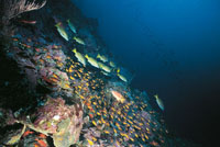 Cardumen de peces cardenales y pargos en el oc�ano Pac�fico.