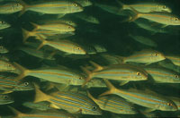 Corrientes, movimientos verticales y surgencias son algunos de los factores que favorecen el desplazamiento del plancton en el oc�ano y, por lo tanto, de bancos y card�menes de peces.