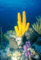 Algunos de los habitantes m�s vistosos del arrecife de coral son las esponjas, cuyas funciones vitales son realizadas por cada una de las c�lulas que las componen.