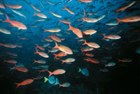 Cardumen de creolas.