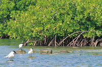 El manglar es un enclave arb�reo dentro de un sustrato blando influenciado por aguas salobres o marinas; es un ecosistema pr�digo y generoso que ayuda a mantener buena parte de la red alimenticia estuarina y marina.