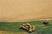 Las hojas, semillas y otros elementos vegetales como algas, l�quenes y musgos se descomponen en los estuarios, costas y playas y sirven de alimento a una enorme variedad de organismos.