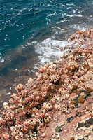 Existen organismos biol�gicos adaptados a las dif�ciles condiciones que se presentan en los acantilados y barreras donde el mar choca abruptamente. Aferrados con firmeza a las rocas, los rizomas de las algas cobijan a innumerables seres, como bivalvos, mo