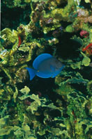 En las lagunas arrecifales, los corales est�n acompa�ados de algas, esponjas, celenterados, equinodermos y una gran variedad de peces, como el pez cirujano azul.