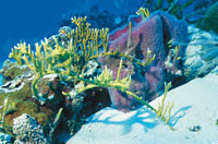 Una esponja rodeada por corales de fuego.