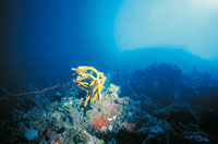 Panor�mica de un arrecife coralino.