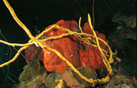 Las esponjas son animales multicelulares primitivos que poseen una gran variedad de formas y tama�os; seg�n su forma se clasifican en tubulares, masivas e incrustantes. Tienen esqueletos v�treos y tejidos blandos que las recubren; su estructura filtradora