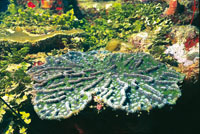 Coral roseta o cactus.