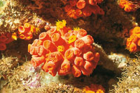 Tanto las an�monas como las medusas y los corales se clasifican en el grupo de los animales flor -Anthozoos-. Los p�lipos del coral son sacos musculares cil�ndricos muy peque�os; su parte superior, que est� rodeada de tent�culos, es el orificio por donde