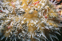 P�lipos transparentes de corales ahermat�picos.