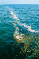 Los hileros son desechos de materiales org�nicos arrastrados por los r�os hacia el mar, donde adquieren una gran movilidad. Bajo estos, cientos de especies se alimentan y se esconden.