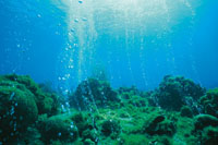 El agua de mar contiene, en forma de iones, una gran cantidad de elementos, como cloro, sodio, magnesio, nitr�geno, cript�n, ne�n, bismuto, helio y oro. Las emanaciones de gas azufrado y de otros compuestos, provienen del manto superior.