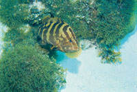 Algas verdes con una cherna rayada.