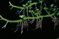 Algas de la especie Caulerpa racemosa, que se desarrollan en lugares donde hay abundancia de material org�nico.