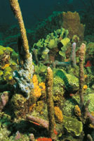 El arrecife es uno de los ecosistemas m�s productivos y biodiversos del mundo, en el cual habitan esponjas, corales, algas e infinidad de especies.