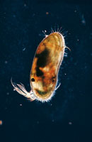 En una gota de agua se encuentra una gran cantidad de microorganismos, como crust�ceos, moluscos y peces en estado larvario, que viven del fitoplancton y forman parte del zooplancton, �ste a su vez, sirve de alimento a casi todas las especies del mundo ma