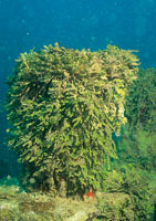 Las algas juegan un papel importante en los arrecifes, puesto que sirven de alimento a la fauna que los habita; las del g�nero Halimeda, generalmente se desarrollan sobre un fondo rocoso. Su crecimiento excesivo se debe a la abundante oferta de nutrientes