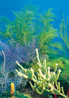 La variedad de formas de vida marina es tan compleja, que en muchas oportunidades es dif�cil precisar si se trata de plantas o de animales; esto ocurre, en el plancton, conformado por algas, esponjas, medusas, gusanos y peces en estado larvario y en forma