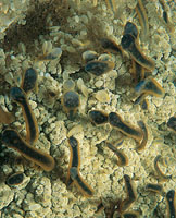 Medusa en reproducci�n.