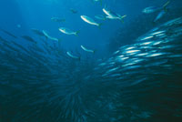 El mundo submarino es inmensamente m�s rico y variado en formas de vida que el terrestre; en �l abundan los bancos o card�menes que, como las picudillas, se desplazan formando una masa homog�nea en movimiento, para protegerse de los predadores.