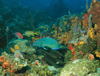Un pez loro verde, que se alimenta raspando corales y rocas con su boca en forma de pico; es muy com�n en los arrecifes coralinos del Caribe.