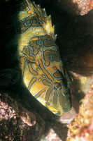 Las chernas son peces muy tranquilos y curiosos que habitan en las aguas tibias del Caribe, se alimentan de peces peque�os y una de sus caracter�sticas m�s destacadas consiste en cambiar de sexo en el transcurso de su vida.