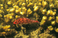 En los arrecifes habitan infinidad de peque�os peces como el halc�n, que mide de 5 a 7 cm.