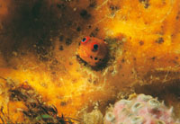 Pez goby que tan solo alcanza uno a dos cent�metros.