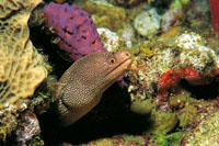 La morena de puntos, que durante el d�a vive entre las cavidades del coral, aprovecha la oscuridad de la noche para alimentarse de peque�os invertebrados.