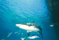 Gracias a su tama�o, que puede llegar a ser de 3,6 m, el tibur�n gris es uno de los grandes predadores del medio marino.