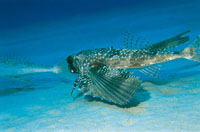 La gunard voladora posee unas aletas pectorales muy grandes, con dise�os de colores brillantes que s�lo despliega cuando se ve amenazada, para aparentar que posee el doble de su tama�o.